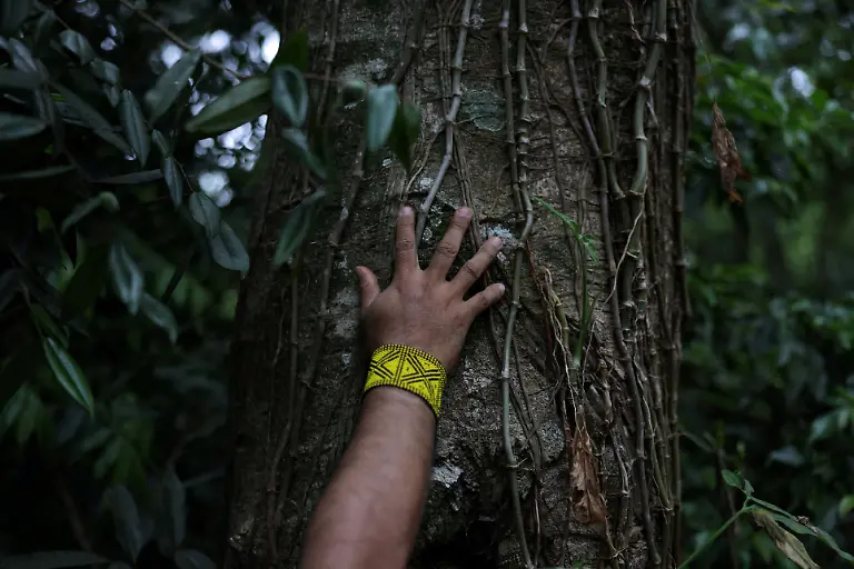 Marcio-Karai-an-Indigenous-leader-and-beekeeper-places-his-hand-on-the-trunk-of-a-tree-above-a-hollow-where-native-bees-build-their-nests-and-reproduce-and-where-there-was-a-nest-that-died-at-Yvy-Pora-village-in-the-Jaragua-Indigenous-Territory-Sao-Paulo-Brazil-November-15-2025-Scientists-have-identified-some-300-species-of-stingless-bees-in-Brazil-but-it-is-possible-others-have-died-out-due-to-the-ecological-damage-caused-by-agricultural-expansion-said-Osmar-Malaspina-the-coordinator-of-a-research-group-on-ecotoxicology-and-bee-conservation-at-the-Universidade-Estadual-Paulista-REUTERS-Amanda-Perobelli-SEARCH-PEROBELLI-BRAZIL-BEES-FOR-THIS-STORY-SEARCH-WIDER-IMAGE-FOR-ALL-STORIES