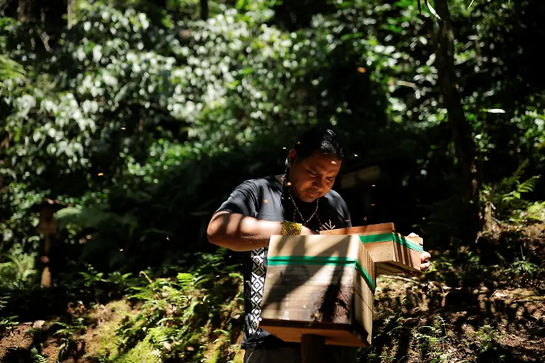 Marcio-Karai-an-Indigenous-leader-and-beekeeper-opens-a-wooden-box-containing-a-nest-of-Urucu-Amarela-bees-as-they-fly-around-him-at-the-collective-meliponary-in-Yvy-Pora-village-Jaragua-Indigenous-Territory-in-Sao-Paulo-Brazil-January-8-2024-In-many-places-wild-pollinators-like-bees-are-threatened-with-extinction-according-to-a-major-intergovernmental-biodiversity-assessment-in-2016-Climate-change-deforestation-and-pesticides-are-the-leading-culprits-REUTERS-Amanda-Perobelli-SEARCH-PEROBELLI-BRAZIL-BEES-FOR-THIS-STORY-SEARCH-WIDER-IMAGE-FOR-ALL-STORIES