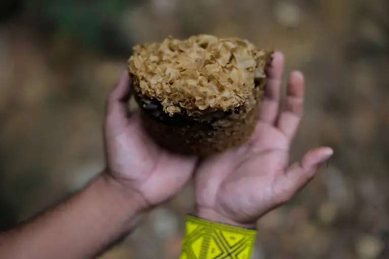 Marcio-Karai-an-Indigenous-leader-and-beekeeper-holds-a-native-Jatai-bee-nest-in-his-hands-as-he-transfers-it-to-a-wooden-box-in-the-meliponary-by-his-house-at-Ytu-village-in-the-Jaragua-Indigenous-Territory-Sao-Paulo-Brazil-November-15-2025-Of-all-the-native-bees-he-protects-Karai-relates-to-the-Jatai-species-the-most-The-species-continues-to-thrive-despite-the-many-threats-it-faces-because-of-a-strong-spiritual-protection-that-goes-hand-in-hand-with-the-conservation-work-of-the-Guarani-Karai-said-Even-though-non-Indigenous-peoples-tried-to-eliminate-us-we-resisted-he-said-We-understand-that-the-Jatai-bees-are-also-experiencing-this-same-process-of-resistance-REUTERS-Amanda-Perobelli-SEARCH-PEROBELLI-BRAZIL-BEES-FOR-THIS-STORY-SEARCH-WIDER-IMAGE-FOR-ALL-STORIES