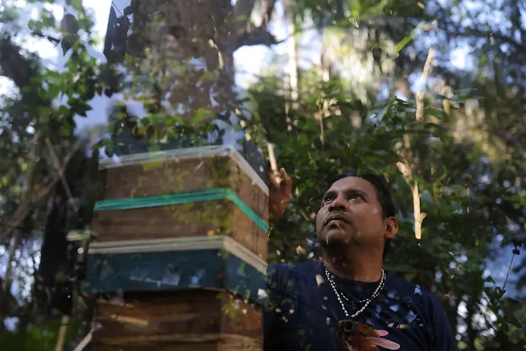 Marcio-Karai-an-Indigenous-leader-and-beekeeper-stands-next-to-a-wooden-box-where-he-raises-native-stingless-bees-as-trees-are-reflected-in-glass-by-his-house-in-Ytu-village-in-the-Jaragua-Indigenous-Territory-Sao-Paulo-Brazil-March-30-2026-Our-elders-are-very-concerned-about-the-disappearance-of-these-native-species-that-they-have-always-worked-with-always-had-close-at-hand-and-that-are-becoming-increasingly-scarce-today-Karai-said-REUTERS-Amanda-Perobelli-SEARCH-PEROBELLI-BRAZIL-BEES-FOR-THIS-STORY-SEARCH-WIDER-IMAGE-FOR-ALL-STORIES