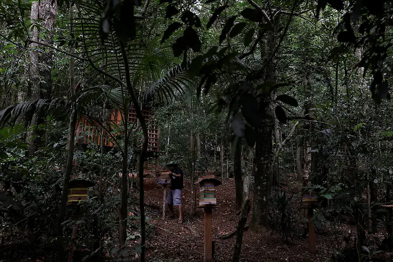 Marcio-Karai-an-Indigenous-leader-and-beekeeper-transfers-a-stingless-bee-nest-into-a-wooden-box-at-a-collective-meliponary-in-Yvy-Pora-village-in-the-Jaragua-Indigenous-Territory-in-Sao-Paulo-Brazil-January-8-2024-The-care-of-stingless-bees-known-as-meliponiculture-differs-from-beekeeping-in-places-like-Europe-and-North-America-Meliponiculture-produces-smaller-quantities-of-often-more-highly-prized-honey-REUTERS-Amanda-Perobelli-SEARCH-PEROBELLI-BRAZIL-BEES-FOR-THIS-STORY-SEARCH-WIDER-IMAGE-FOR-ALL-STORIES