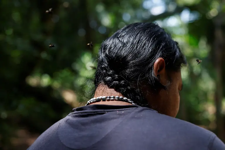 Native-stingless-Mandacaia-bees-fly-around-Marcio-Karai-an-Indigenous-leader-and-beekeeper-at-Yvy-Pora-village-in-the-Jaragua-Indigenous-Territory-Sao-Paulo-Brazil-January-8-2025-Our-elders-are-very-concerned-about-the-disappearance-of-these-native-species-that-they-have-always-worked-with-always-had-close-at-hand-and-that-are-becoming-increasingly-scarce-today-Karai-said-REUTERS-Amanda-Perobelli-SEARCH-PEROBELLI-BRAZIL-BEES-FOR-THIS-STORY-SEARCH-WIDER-IMAGE-FOR-ALL-STORIES