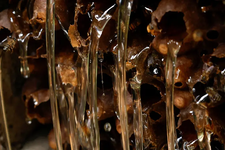 Honey-flows-from-honeycombs-in-Ytu-village-in-the-Jaragua-Indigenous-Territory-in-Sao-Paulo-Brazil-January-8-2025-In-many-places-wild-pollinators-like-bees-are-threatened-with-extinction-according-to-a-major-intergovernmental-biodiversity-assessment-in-2016-Climate-change-deforestation-and-pesticides-are-the-leading-culprits-REUTERS-Amanda-Perobelli-SEARCH-PEROBELLI-BRAZIL-BEES-FOR-THIS-STORY-SEARCH-WIDER-IMAGE-FOR-ALL-STORIES