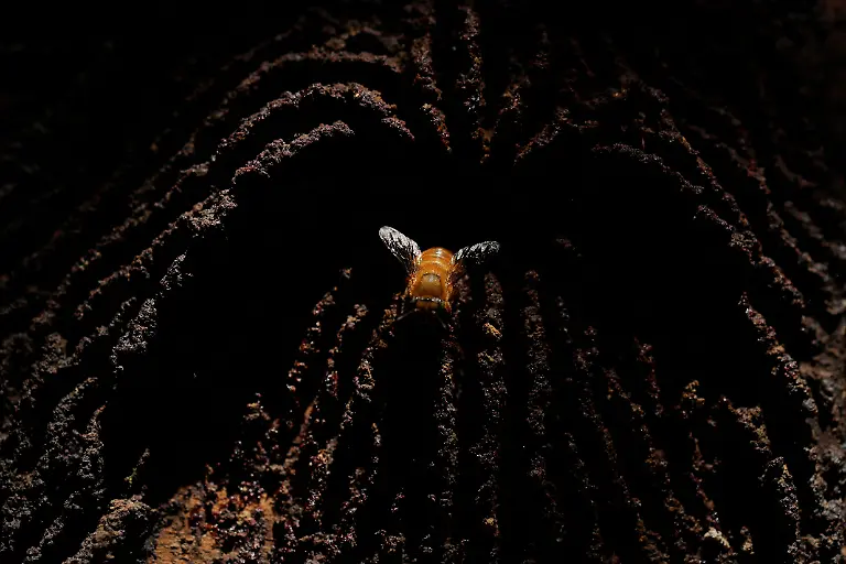 A-native-stingless-Urucu-Amarela-bee-sits-at-the-entrance-of-a-nest-in-the-Jaragua-Indigenous-Territory-in-Sao-Paulo-Brazil-January-8-2024-In-many-places-wild-pollinators-like-bees-are-threatened-with-extinction-according-to-a-major-intergovernmental-biodiversity-assessment-in-2016-Climate-change-deforestation-and-pesticides-are-the-leading-culprits-REUTERS-Amanda-Perobelli-SEARCH-PEROBELLI-BRAZIL-BEES-FOR-THIS-STORY-SEARCH-WIDER-IMAGE-FOR-ALL-STORIES