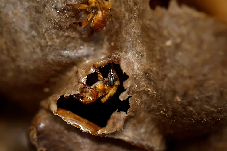 A-native-stingless-Urucu-Amarela-bee-walks-on-a-honeycomb-in-a-wooden-box-at-Ytu-village-in-the-Jaragua-Indigenous-Territory-Sao-Paulo-Brazil-January-8-2025-The-care-of-stingless-bees-known-as-meliponiculture-differs-from-beekeeping-in-places-like-Europe-and-North-America-Meliponiculture-produces-smaller-quantities-of-often-more-highly-prized-honey-REUTERS-Amanda-Perobelli-SEARCH-PEROBELLI-BRAZIL-BEES-FOR-THIS-STORY-SEARCH-WIDER-IMAGE-FOR-ALL-STORIES