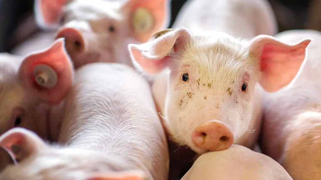 Ferkel-stehen-in-einer-Box-in-einer-Schweinezuchtanlage