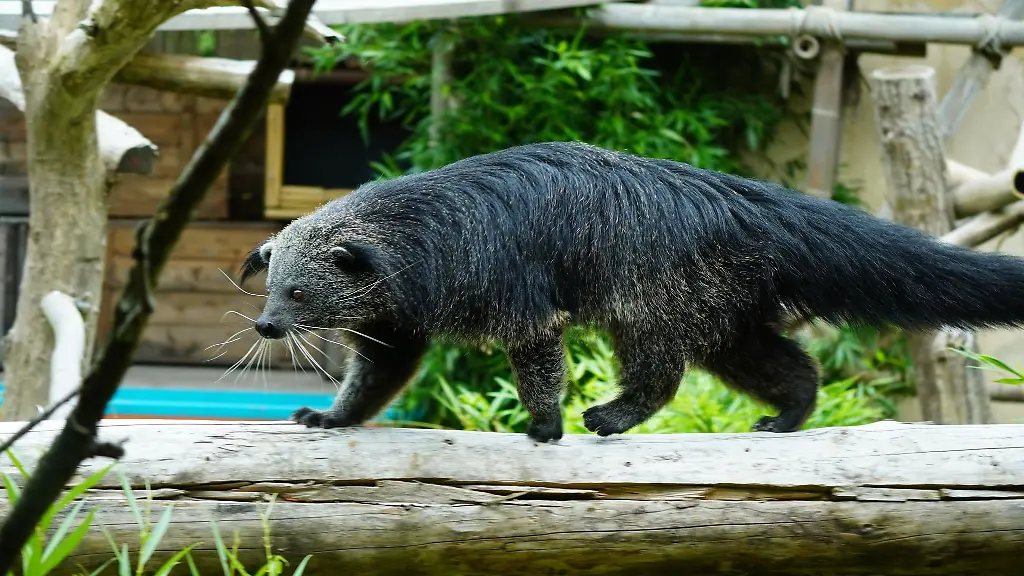 Die-Tiere-sehen-aus-wie-eine-Mischung-aus-Baer-und-Katze