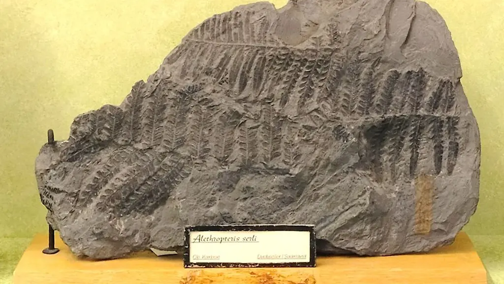 Blick-auf-ein-Fossil-im-Goldfuss-Museum-der-Universitaet-Bonn-Alethropteris-serli-fossile-Samenpflanze-Karbon-Dudweiler-Saarland-ca-45-cm-undatiertes-Handout-Aus-dem-Goldfuss-Museum-in-Bonn-haben-Unbekannte-Fossilien-und-weitere-Exponate-entwendet