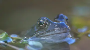 575923721