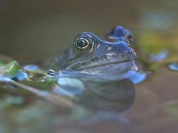 Wieduwilts Woche: Deutschland sitzt wie ein Frosch im erhitzten Wasser