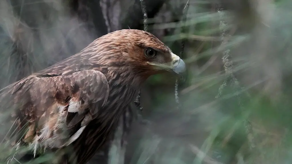 Feliks-an-Eastern-imperial-eagle-which-flew-from-Serbia-across-North-Macedonia-Greece-Turkey-and-Syria-where-he-fell-victim-to-traffickers-looks-out-from-a-cage-at-Palic-Zoo-after-returning-in-Serbia-Wednesday-June-24-2026