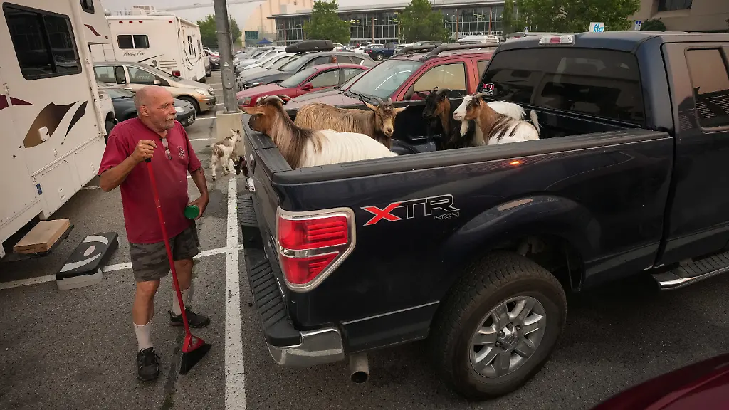 Greg-Krauter-who-was-forced-to-evacuate-his-Summerland-property-with-his-seven-goats-in-the-middle-of-the-night-due-to-the-Bald-Range-wildfire-checks-on-some-of-them-in-the-back-of-his-truck-as-others-walk-around-outside-an-evacuee-center-in-Penticton-British-Columbia-on-Saturday-Aug-8-2026
