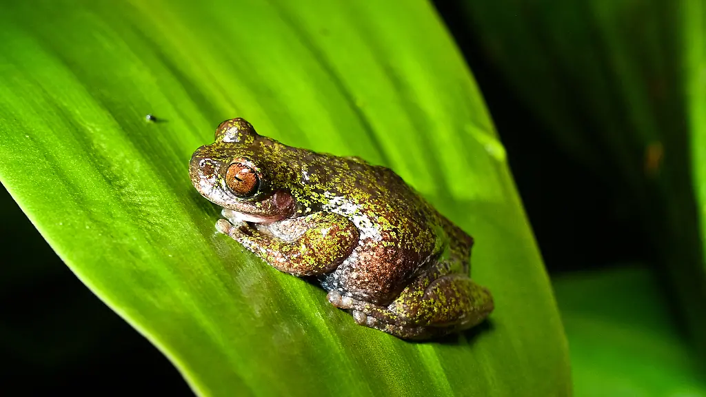 View-of-a-Rana-de-las-nacientes-Isthmohyla-nacientes-a-newly-discovered-frog-species-in-San-Jose-Costa-Rica-on-August-6-2026