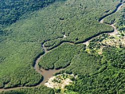 Ein Kleiner Fluss Schlaengelt Sich Durch Den Regenwald Im Amazonasgebiet Der Weltweit Groesste Tropische Regenwald Wird Von Tausenden Fluessen Durchzogen