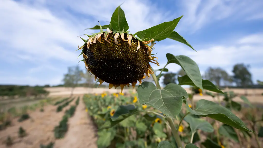 Der-Bluetenkorb-einer-von-Hitze-und-Trockenheit-geschaedigten-Sonnenblume-steht-auf-einem-Feld