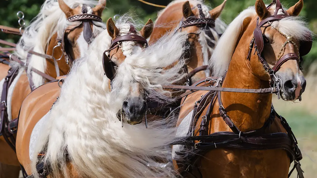 In-Meura-gibt-es-seit-70-Jahren-ein-grosses-Haflinger-Gestuet