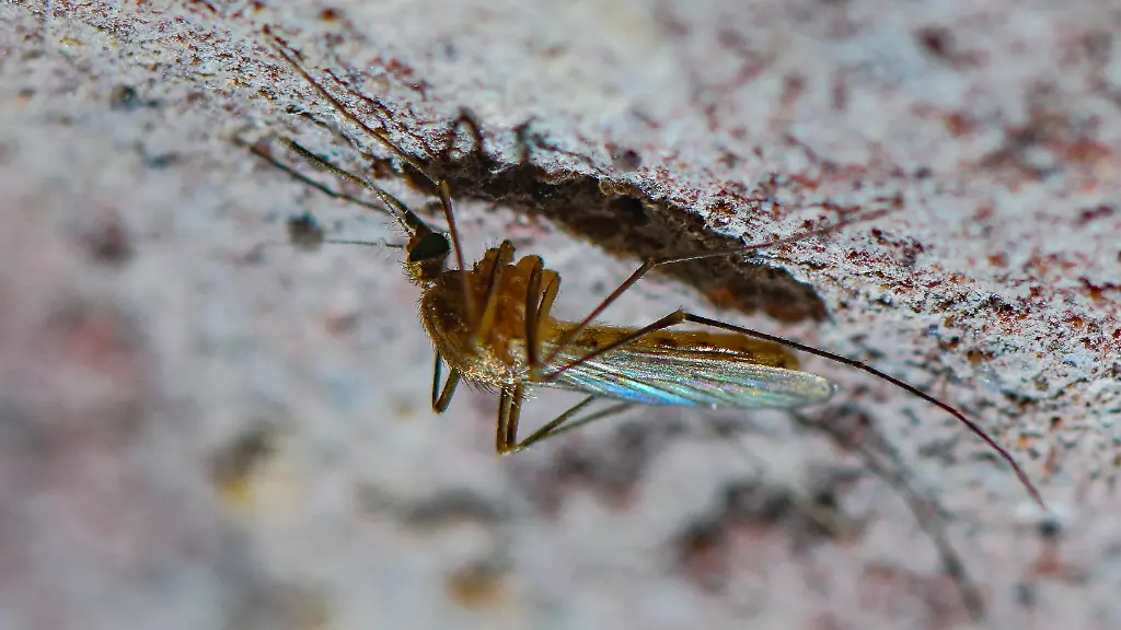 Eine-Stechmuecke-der-Art-Culex-pipiens-Komplex-ist-an-der-Decke-eines-alten-Eiskellers-zu-sehen-Stechmuecken-werden-immer-gefaehrlicher-sagen-Forscher-Nicht-nur-die-eingewanderten-exotischen-Arten-koennen-Krankheitserreger-uebertragen-Heimische-Stechmuecken-verbreiten-das-urspruenglich-aus-Afrika-stammende-West-Nil-Virus