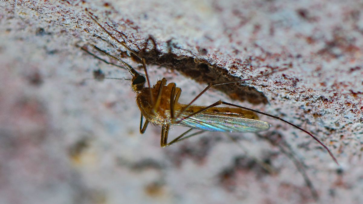 Mehr als 240 Fälle in Europa: West-Nil-Virus breitet sich in beliebten Urlaubsländern aus