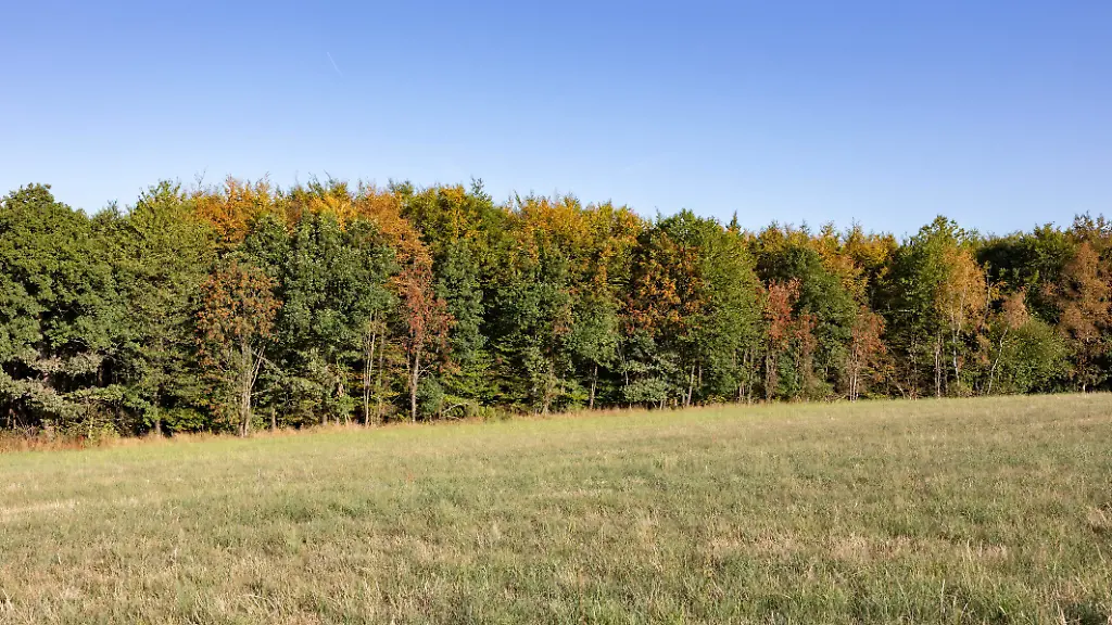 Symbolbild-zum-Thema-starke-Trockenheit-Die-Baeume-Baeume-im-Wald-rund-um-in-Siegen-Oberschelden-sehen-durch-die-anhaltende-Trockenheit-teilweise-bereits-aus-wie-im-Herbst-Die-Blaetter-verfaerben-verfaerben-sich-Die-Waldbrandgefahr-ist-hoch-Der-Himmel-ist-blau-und-wolkenlos-Sommer-im-Siegerland-am-07-08-2026-in-Siegen-Deutschland