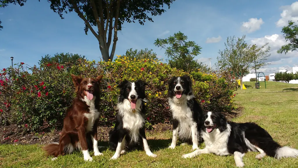 HANDOUT-Four-of-the-canine-participants-who-took-part-in-the-study-Morante-Kunkun-Odin-and-Molly-from-left-to-right-Researchers-scanned-their-brains-to-explore-how-dogs-process-human-emotional-expressions-Credit-Laura-V-Cuaya-ACHTUNG-Frei-nur-zur-redaktionellen-Verwendung-im-Zusammenhang-mit-der-Berichterstattung-ueber-die-Studie-bei-Nennung-des-Credits-Foto-Laura-V
