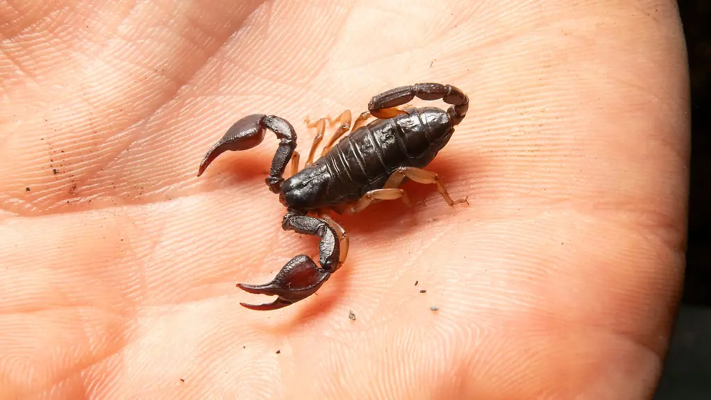 Um-welche-Skorpion-Art-es-sich-handelte-war-unklar