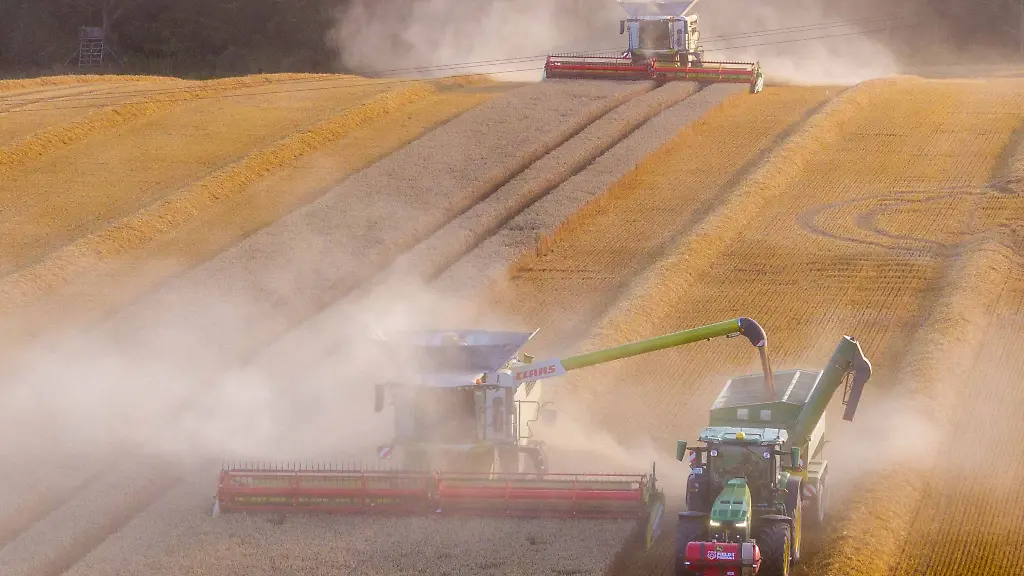 Die-Landwirte-in-MV-stecken-mitten-in-der-Ernte-Gerste-ist-bereits-vom-Halm-jetzt-wird-der-Weizen-gedroschen