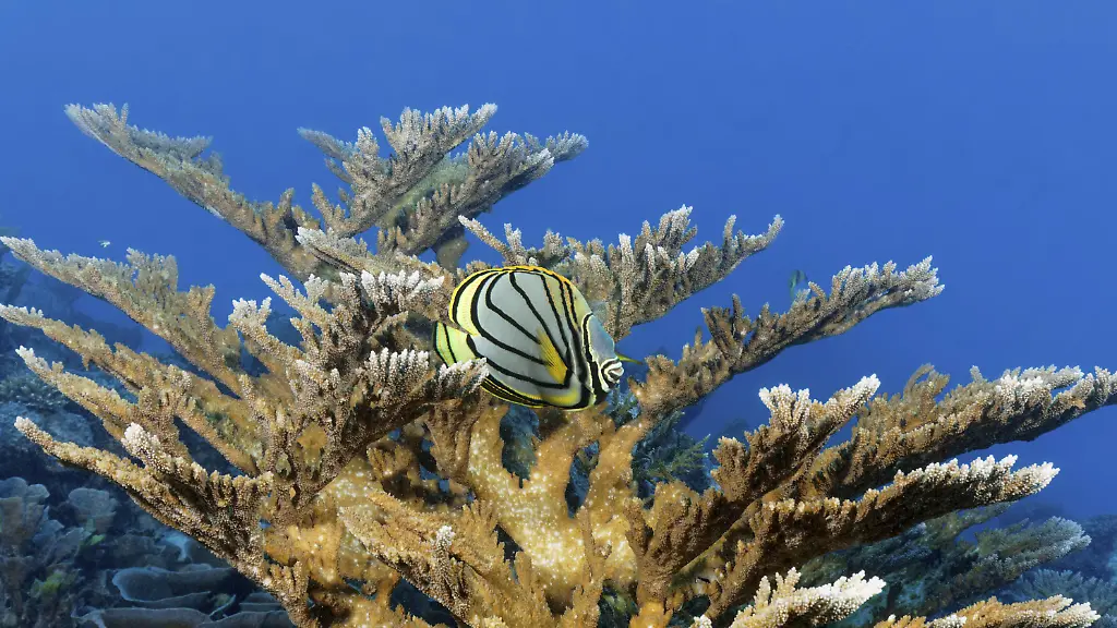 Meyers-Falterfisch-Chaetodon-meyeri-versteckt-sich-in-Acropora-Steinkoralle-Acropora-Grosses-Barriere-Riff-Great-Barrier-Reef-Unesco-Weltnaturerbe-Coral-Sea-Korallenmeer-Pazifik-Cairns-Queensland-Australien-Ozeanien