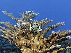 "Anzeichen einer Erholung": Sommermonsun rettet Great Barrier Reef vor Korallenbleiche