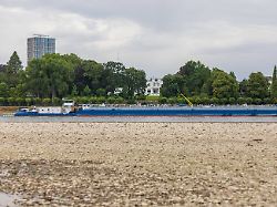 Trockenheit bremst Transport aus: Niedrigwasser am Rhein treibt Spritpreise in die Höhe