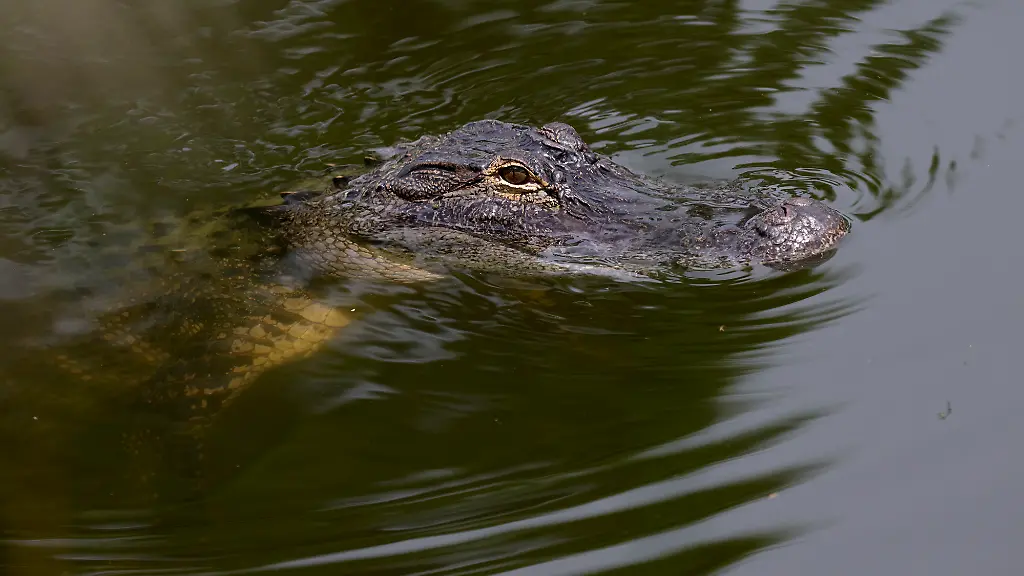 An-alligator-swims-in-a-pond-beyond-left-field-during-Game-Two-of-the-Florida-Complex-League-Championship-Series-between-the-FCL-Yankees-and-FCL-Rays-on-August-27-2022-at-Charlotte-Sports-Park-in-Port-Charlotte-Florida