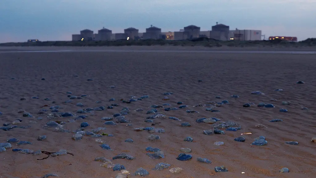 GRAVELINES-FRANCE-AUGUST-12-Jellyfish-washed-up-on-the-beach-in-front-of-the-Gravelines-nuclear-power-station-operated-by-Electricite-de-France-SA-EDF-on-August-12-2025-in-Gravelines-France-It-has-been-reported-that-EDF-has-been-forced-to-shut-down-the-nuclear-power-plant-at-Gravelines-in-France-due-to-a-swarm-of-jellyfish-entering-the-water-intake-system-that-cools-the-reactors