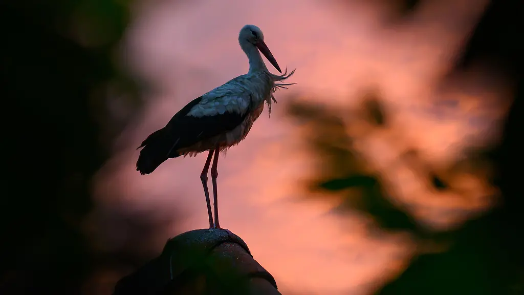 Auf-einen-Storch-im-Letschiner-Ortsteil-Gross-Neuendorf-Kreis-Maerkisch-Oderland-wurde-laut-Tierschutzverein-vermutlich-mit-einem-Luftgewehr-geschossen