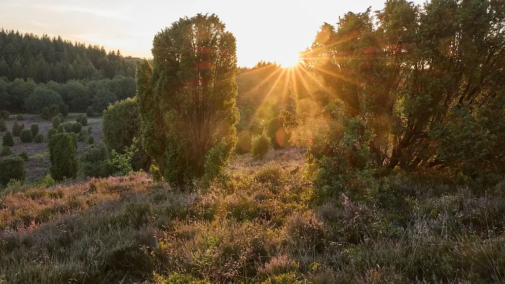 Sonnenuntergang-in-der-Lueneburger-Heide