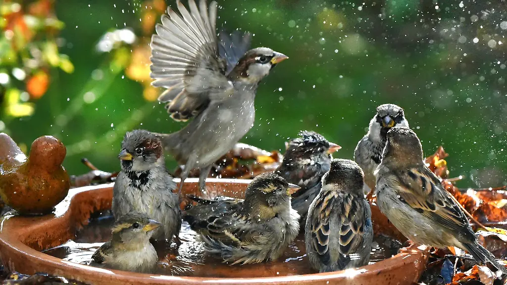 Als-Traenke-kann-etwa-eine-flache-Schuessel-oder-der-Untersetzer-eines-Blumentopfs-genommen-werden
