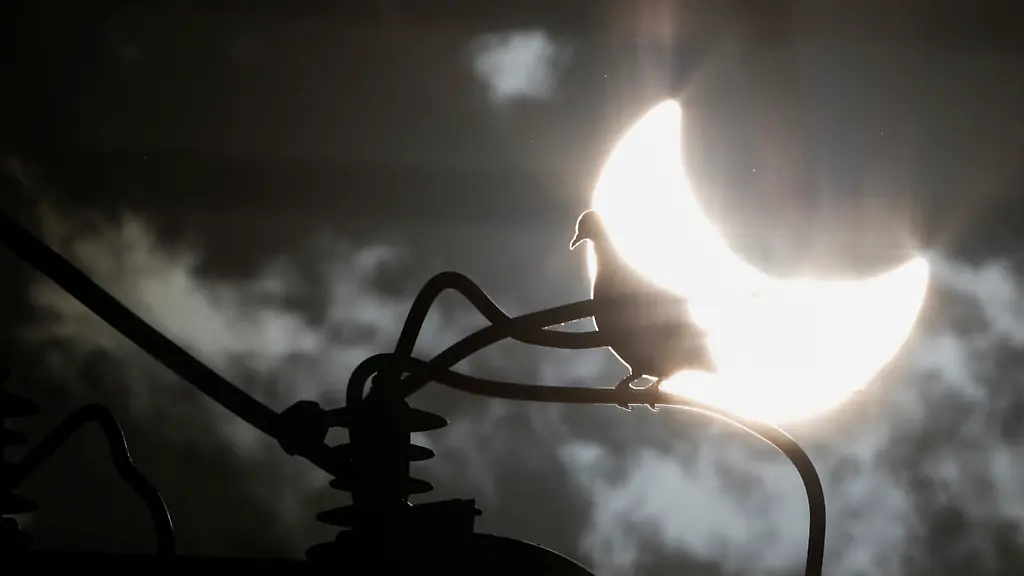 A-dove-stands-in-an-electric-power-pole-during-the-annular-solar-eclipse-in-Brasilia-Brazil-October-14-2023