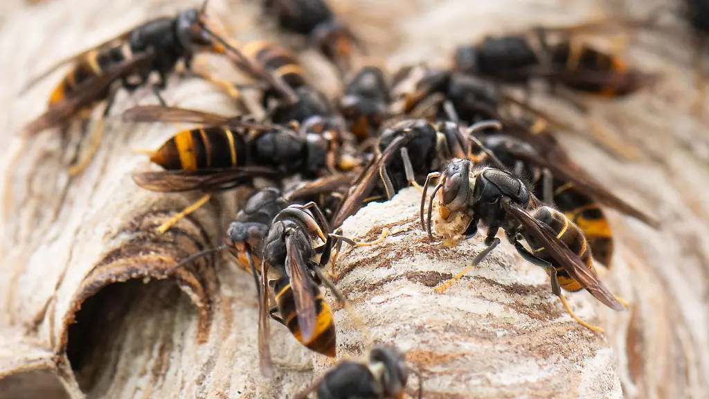 Ein-Grossteil-des-Koerpers-der-Asiatischen-Hornisse-ist-anders-als-bei-heimischen-Arten-schwarz