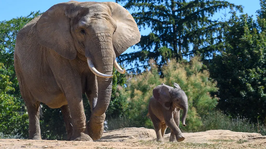 Die-Elefantengeburt-war-die-erste-in-der-Geschichte-des-Magdeburger-Zoos