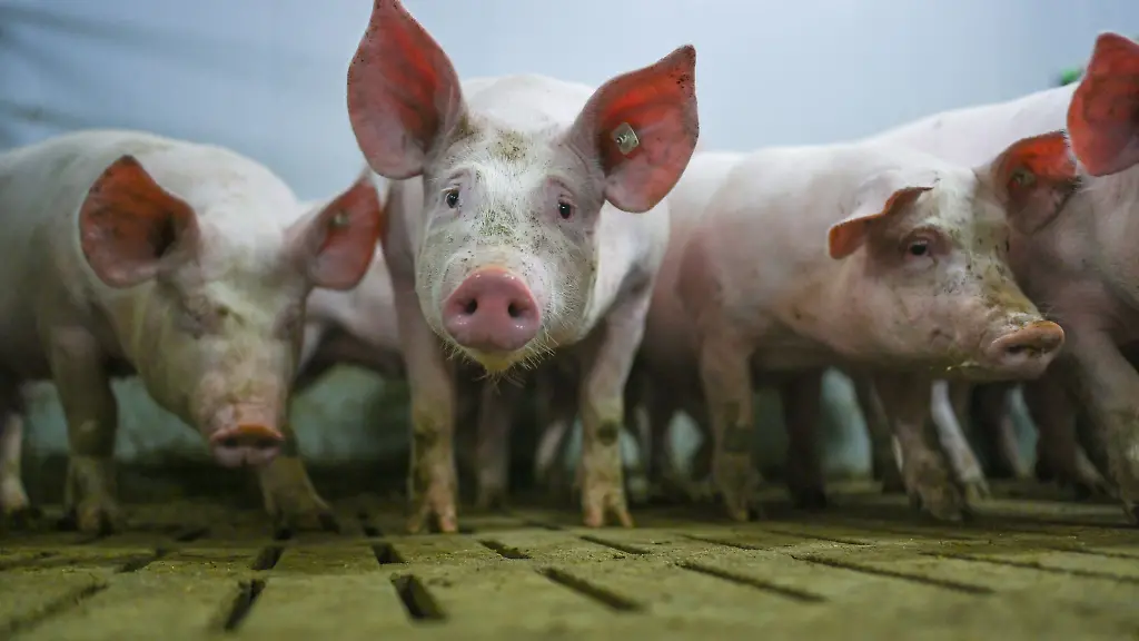Zahlreiche-Tiere-starben-in-den-Flammen