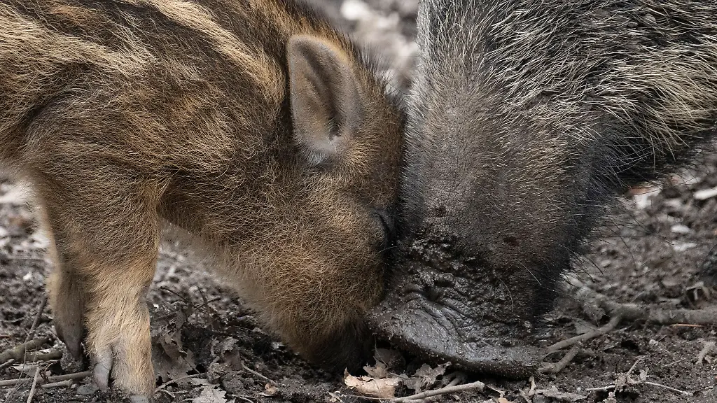 Die-Trockenheit-erschwert-Wildschweinen-die-Nahrungssuche-Durch-den-trockenen-Boden-gelangen-sie-nur-schwer-an-Wuermer-und-Larven