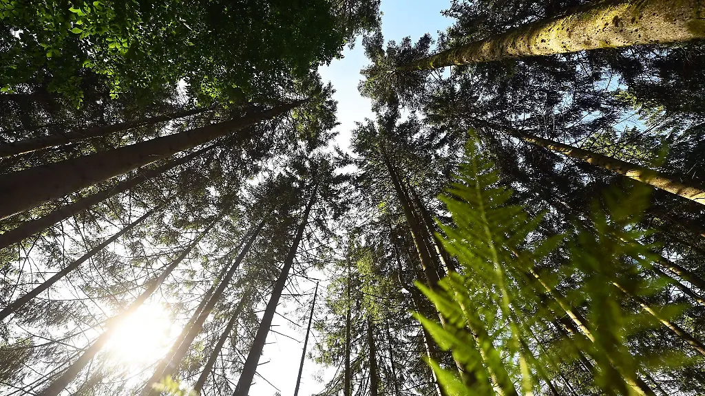 Der-Schwarzwald-ist-eine-der-gefragtesten-Urlaubsregionen-in-Deutschland