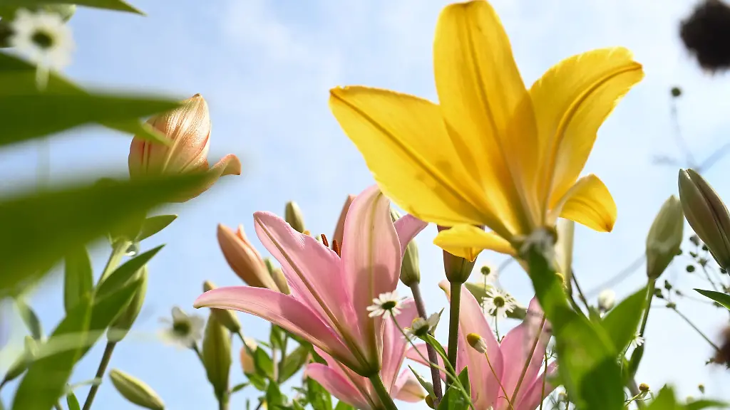 Bis-zum-Samstagnachmittag-bleibt-es-zunaechst-sommerlich-im-Norden