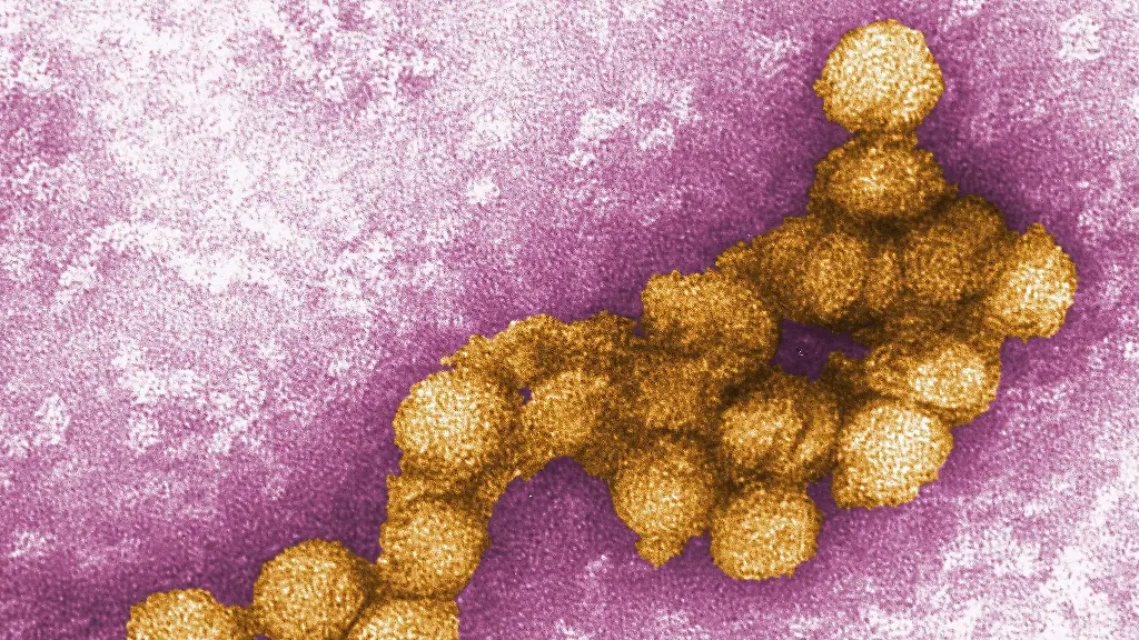 Die-Weltgesundheitsorganisation-WHO-hatte-erst-kuerzlich-wegen-mehrerer-Erkrankungen-an-West-Nil-Fieber-in-Suedeuropa-zu-verstaerkter-Wachsamkeit-aufgerufen
