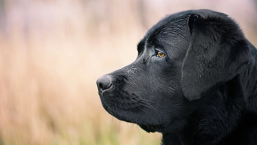 Profile-of-a-black-labrador-retriever-dog-A-pet-Portrait-of-a-dog-on-a-blurred-background