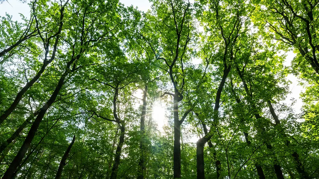 Die-Waldbrandgefahr-in-Berlin-steigt-in-den-kommenden-Tagen-Archivbild