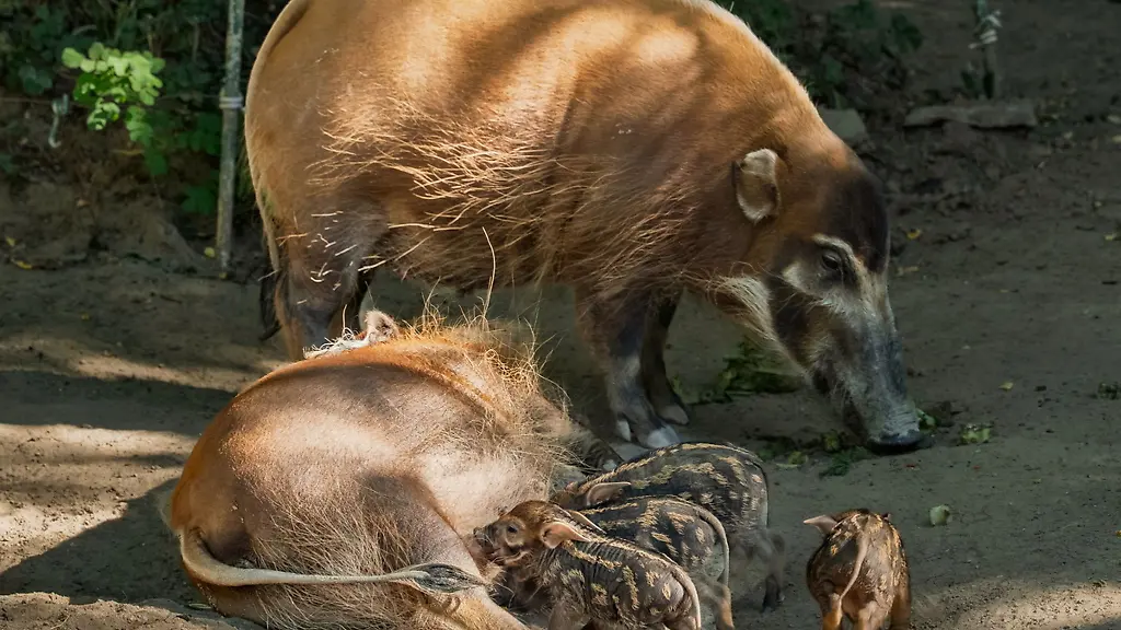 Die-Ferkel-sind-fuer-Besucherinnen-und-Besucher-kaum-zu-unterscheiden