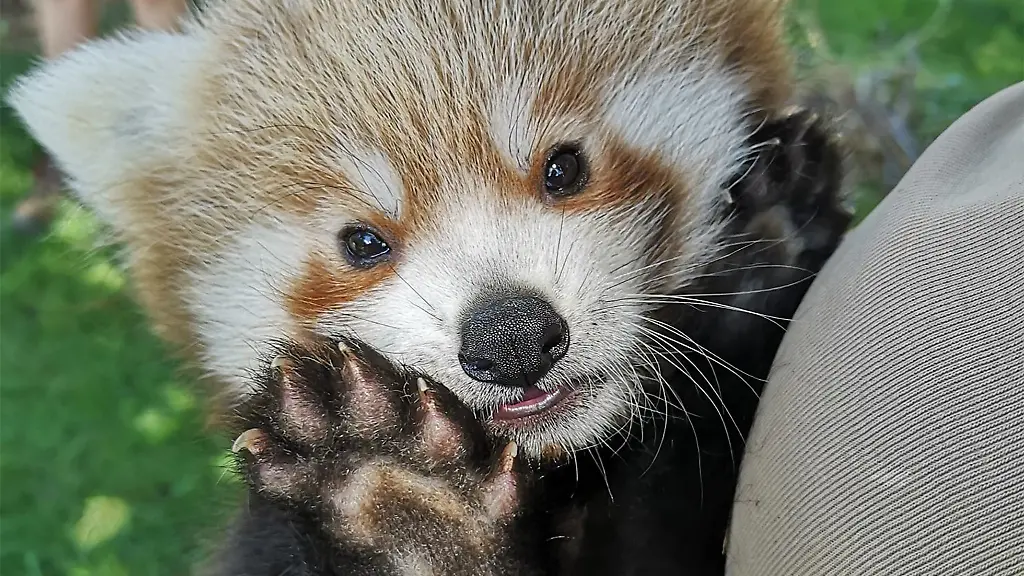 Der-kleine-Rote-Panda-ist-jetzt-etwa-acht-Wochen-alt