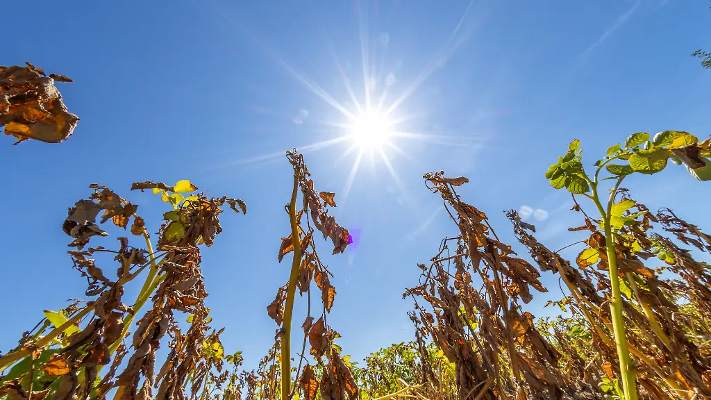 Die-Sonne-scheint-auf-abgestorbene-Kartoffelpflanzen-auf-einem-Acker