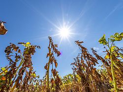 Ernte schrumpft zusammen: Dürresommer trifft Landwirte hart