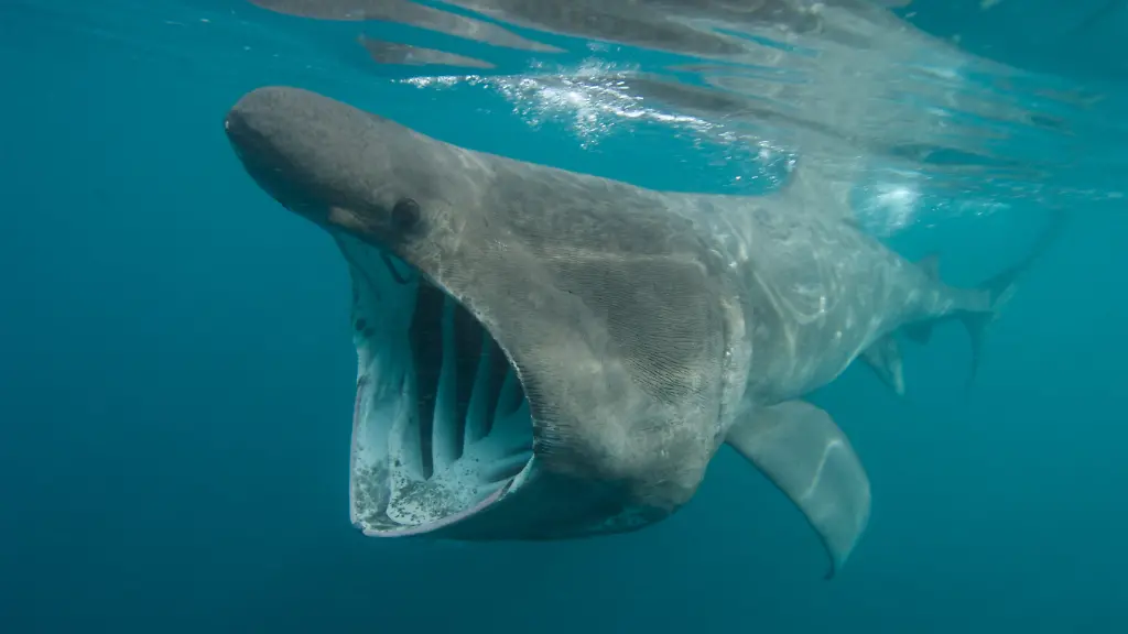 GBR-2007-Riesenhai-Cetorhinus-maximus-seiht-mit-weit-offenem-Maul-Plankton-aus-dem-Meer-en-Basking-Shark-Cetorhinus-maximus-feeding-GBR-2007-Basking-Shark-Cetorhinus-maximus-feeding