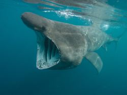 Warum starb das Tier?: Toter Riesenhai in der Ostsee gibt Forschern ein Rätsel auf